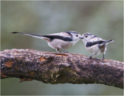 Birds